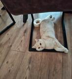 Britse Korthaar | Kater | Kitten, Dieren en Toebehoren, Katten en Kittens | Raskatten | Korthaar, Kater, Gechipt