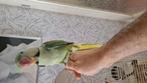 Alexanderparkiet handtam, Dieren en Toebehoren, Vogels | Parkieten en Papegaaien, Mannelijk, Parkiet