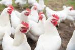 Jonge leghennen, legkippen bruin en Wit, Dieren en Toebehoren, Vrouwelijk, Kip