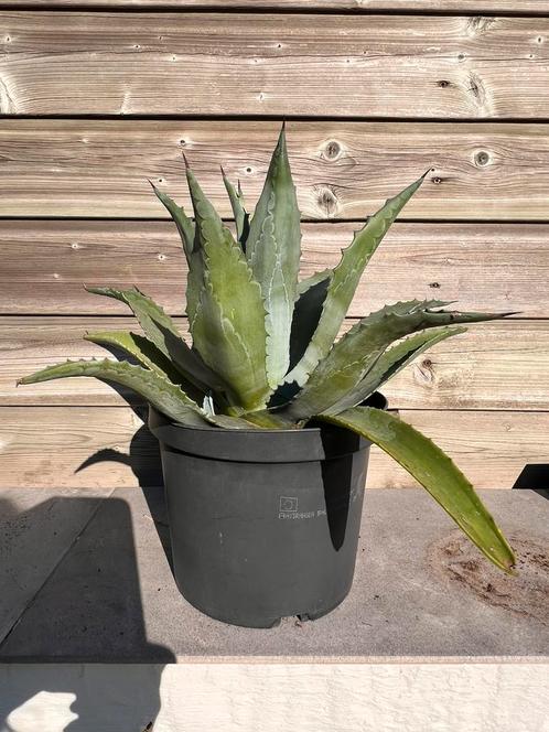 Agave Americana en bonte Amerikaanse Agave., Tuin en Terras, Planten | Tuinplanten, Overige soorten, Volle zon, Bloeit niet, Ophalen