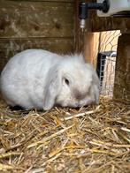 Broer en Zus (ram gecastreerd) en ingeent, Dieren en Toebehoren, Meerdere dieren, Dwerg