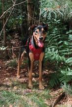 Ter adoptie: super lieve pup, Particulier, 15 weken tot 1 jaar, Buitenland, Teef