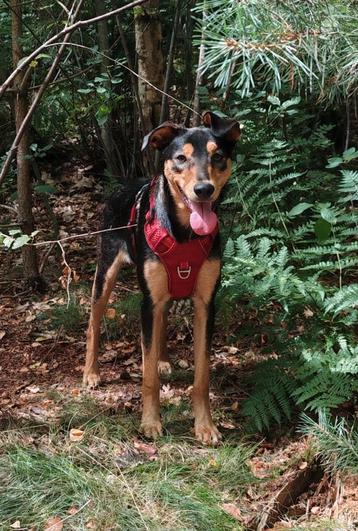 Ter adoptie: super lieve pup beschikbaar voor biedingen