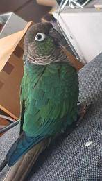 Pyrrhura pop groen blauw, Dieren en Toebehoren, Vogels | Parkieten en Papegaaien