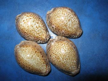 Schelpen: Cypraea turdus winckworthi S.S. gem 37-44mm beschikbaar voor biedingen