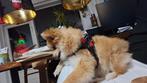 Reutje 15maanden pomeriaan, Dieren en Toebehoren, Honden | Poolhonden, Keeshonden en Oertypen, Reu, 1 tot 2 jaar, Eén hond, Nederland