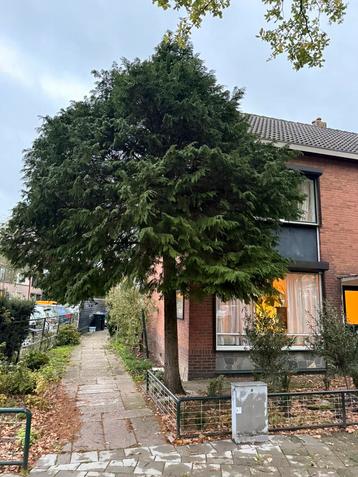 Gratis brandhout beschikbaar voor biedingen