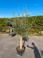 Olijfbomen 170/180cm hoogte, Tuin en Terras, Planten | Bomen, 100 tot 250 cm, Olijfboom, Zomer, Ophalen