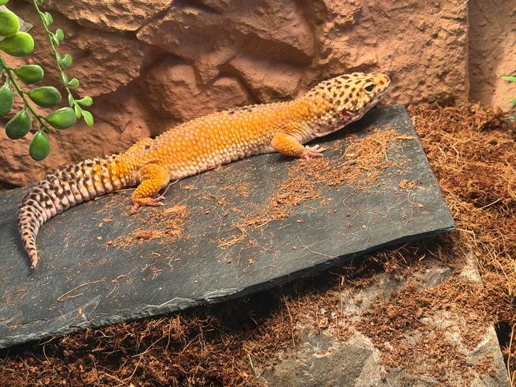 Luipaard Gekko mannetje (zo snel mogelijk weg)