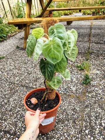 Syngonium Macrophyllum + stok  beschikbaar voor biedingen