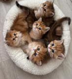 British short & long hair, Dieren en Toebehoren, Katten en Kittens | Raskatten | Langhaar, Meerdere dieren