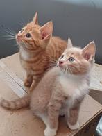 Prachtig zalmroze boerderijkitten weer beschikbaar!, Dieren en Toebehoren, Katten en Kittens | Overige Katten
