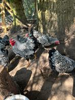 Broedeieren Wyandotte kriel zilver-zwart gezoomd, Dieren en Toebehoren, Geslacht onbekend, Kip