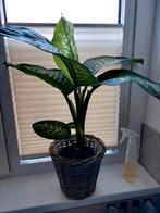 Gratis Dieffenbachia zonder mand. Ophalen in Hippolytushoef., Huis en Inrichting, Kamerplanten, Ophalen of Verzenden, Halfschaduw