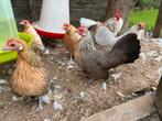 Hollandse krieltjes te koop 1 haan met 7 hennen, Dieren en Toebehoren, Meerdere dieren, Kip