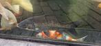 Black Diamond koi, Japanse koi, Dainichi, Dieren en Toebehoren, Vissen | Vijvervissen, Karper of Koi