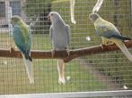 halsbanden bleekstaart-opaline, Dieren en Toebehoren, Vogels | Parkieten en Papegaaien, Meerdere dieren, Parkiet, Geringd