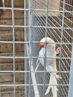 Te koop een mooie halsbandparkiet pop, Vrouwelijk, Parkiet, Geringd
