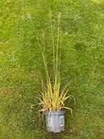 Tk een pol siergras, biologische kweek, miscanthus soort, Ophalen, Vaste plant, Siergrassen, Volle zon