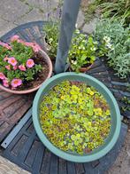 Waterplantjes vijver, Ophalen
