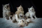 Ragdoll kittens met stamboom en bijzondere kleurtjes, Meerdere dieren, Gechipt, 0 tot 2 jaar