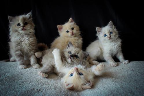 Ragdoll kittens met stamboom en bijzondere kleurtjes, Dieren en Toebehoren, Katten en Kittens | Raskatten | Langhaar, Meerdere dieren