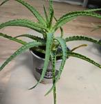 Aloë vera plantjes, Ophalen, Overige soorten, Minder dan 100 cm