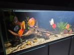 Aquarium 200x60x70 met toebehoren, Dieren en Toebehoren, Vissen | Aquaria en Toebehoren, Ophalen, Zo goed als nieuw, Gevuld zoetwateraquarium