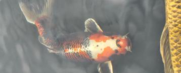 Te koop hq koi beschikbaar voor biedingen