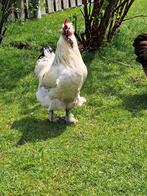 Haan aangeboden, Dieren en Toebehoren, Pluimvee, Mannelijk, Kip