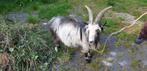 Landgeitbok zoek nieuw weiland, Mannelijk, Geit, 0 tot 2 jaar