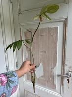 Philodendron Pedatum Stekken - Geworteld/Ongeworteld, Huis en Inrichting, Kamerplanten, Ophalen of Verzenden, Halfschaduw, Minder dan 100 cm