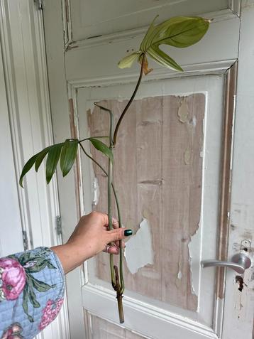Philodendron Pedatum Stekken - Geworteld/Ongeworteld beschikbaar voor biedingen
