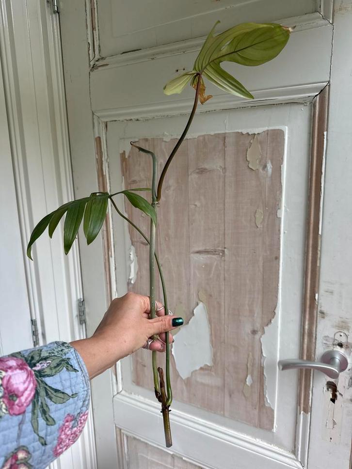 Philodendron Pedatum Stekken - Geworteld/Ongeworteld, Huis en Inrichting, Kamerplanten, Minder dan 100 cm, Halfschaduw, Ophalen of Verzenden