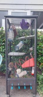 Ratjes zoeken een nieuw huis, Rat, Mannelijk, December, Tam