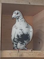 Doffer, Dieren en Toebehoren, Mannelijk, Postduif