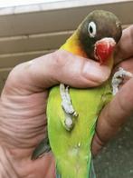 Prachtige agapornis personata d groen split blauw man en pop, Meerdere dieren, Dwergpapegaai of Agapornis