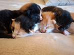 Baby poesjes, kittens, Dieren en Toebehoren, Meerdere dieren, Kortharig, 0 tot 2 jaar