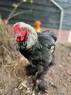 Lieve Brahma haan, Dieren en Toebehoren, Pluimvee, Mannelijk, Kip