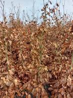 70 stuks groene beuken 150cm, Bloeit niet, Halfschaduw, 100 tot 250 cm, Overige soorten