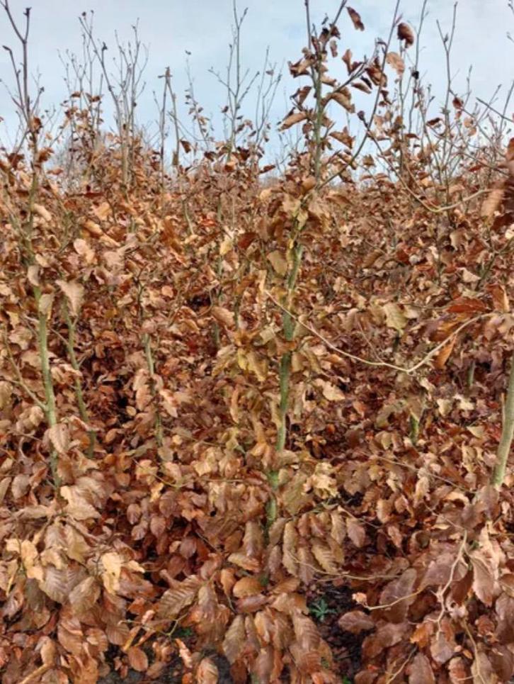 70 stuks groene beuken 150cm, Tuin en Terras, Planten | Bomen, Overige soorten, 100 tot 250 cm, Halfschaduw, Bloeit niet, Ophalen of Verzenden
