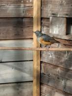 0-1 Grijskaplijster, Dieren en Toebehoren, Vogels | Overige Vogels