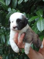 Border collie pups, Dieren en Toebehoren, Honden | Herdershonden en Veedrijvers, 8 tot 15 weken, Collie, Meerdere, Meerdere dieren