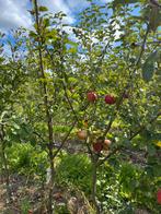 Malus dom. ‘Santana’, Ophalen, Minder dan 100 cm, Overige soorten, Lente