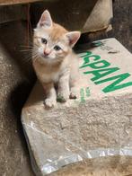 Lieve kittens, Dieren en Toebehoren, Katten en Kittens | Overige Katten, Meerdere dieren