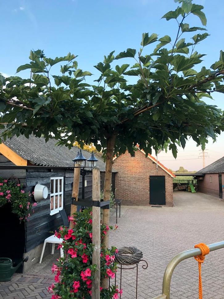 Dak moerbei, Morus platanifoia Fruitless, Dakboom, Tuin en Terras, Planten | Bomen, Dakboom, 100 tot 250 cm, Volle zon, Lente