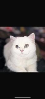 Een lief schattig half zilver pouint en half kort  kittens, Dieren en Toebehoren, Katten en Kittens | Raskatten | Korthaar, Poes