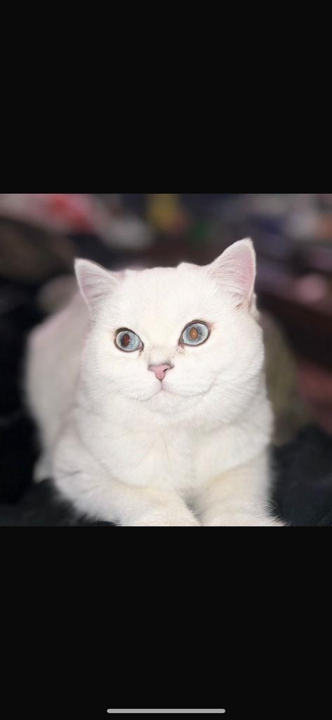 Een lief schattig half zilver pouint en half kort  kittens, Dieren en Toebehoren, Katten en Kittens | Raskatten | Korthaar, Poes