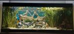 Natuur steen en lava stenen aquarium, Ophalen of Verzenden, Plant(en), Steen of Hout