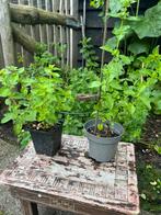 Biologische gewone Munt. Goed geworteld. Mentha, Tuin en Terras, Planten | Tuinplanten, Ophalen, Volle zon, Vaste plant, Kruiden